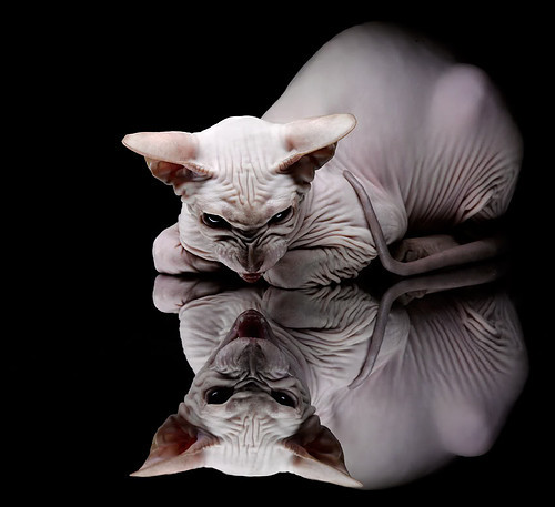 日本新星点燃希望之火！，2020日本新星